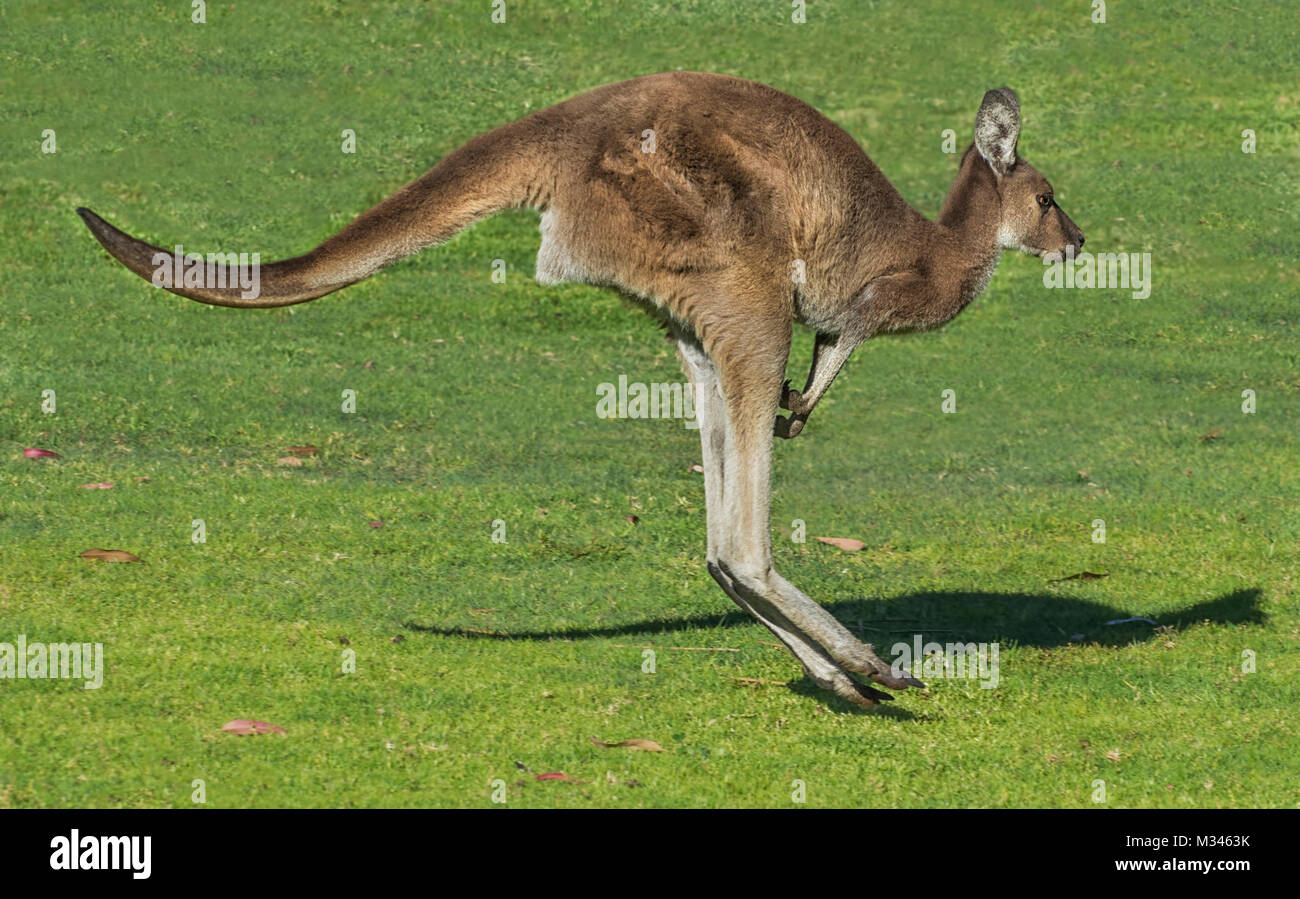 Western grey Kangaroo, Western Australia, Australien Stockfoto