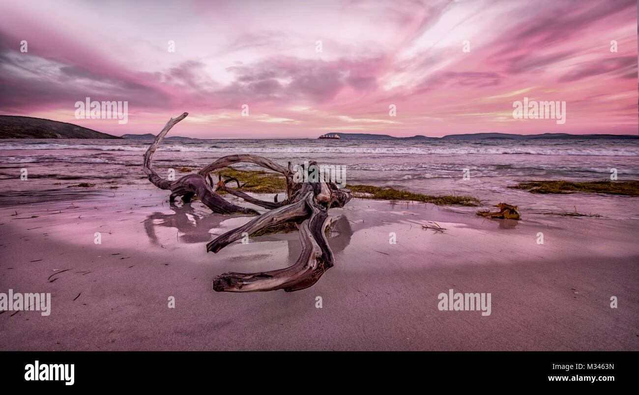 Treibholz am Strand bei Sonnenuntergang, Albany, Western Australia, Australien Stockfoto