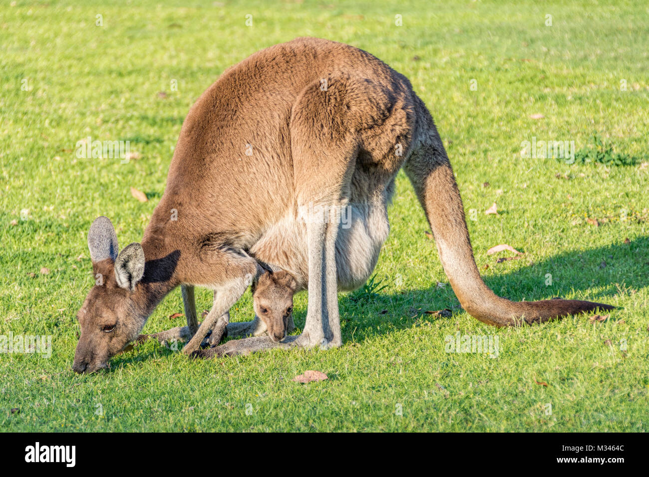 Weibliche Kangaroo mit einem Joey Beweidung, Perth, Western Australia, Australien Stockfoto