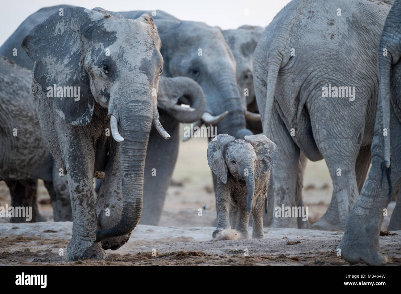 Herde von Elefanten in ein Wasserloch, Botswana Stockfoto