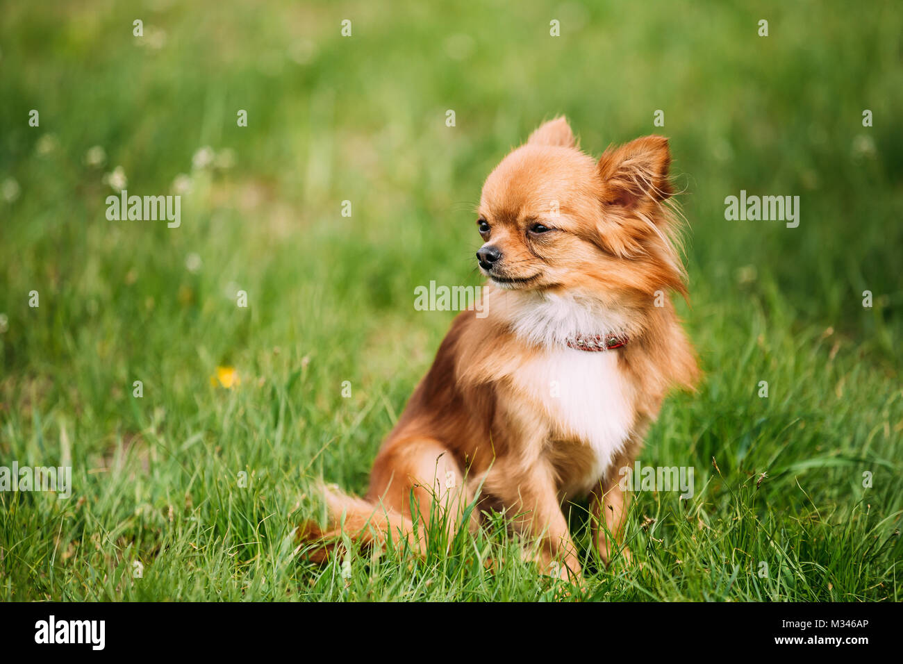 Schön Lustig junge Rote braunen und weißen winzigen Chihuahua Hund sitzen auf Frische grüne Gras. Sommer Saison Stockfoto