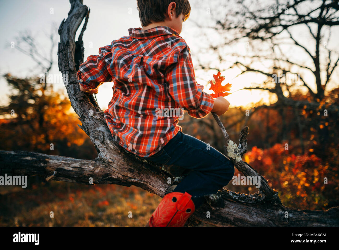 Junge sitzt in einem Baum halten einer Herbst Blatt Stockfoto