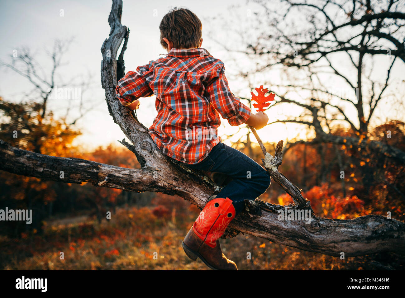 Junge sitzt in einem Baum halten einer Herbst Blatt Stockfoto