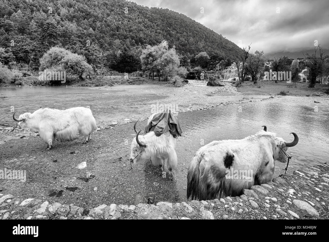 Yaks am River Bank in der Blue Moon Valley, einem der Top Reiseziele. Stockfoto