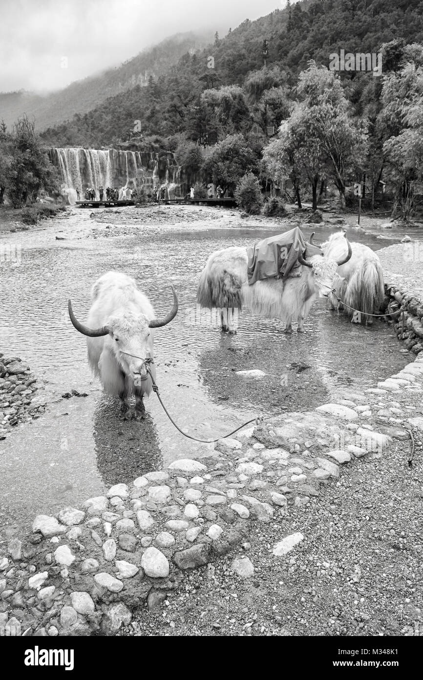 Yaks am River Bank in der Blue Moon Valley, einem der Top Reiseziele. Stockfoto