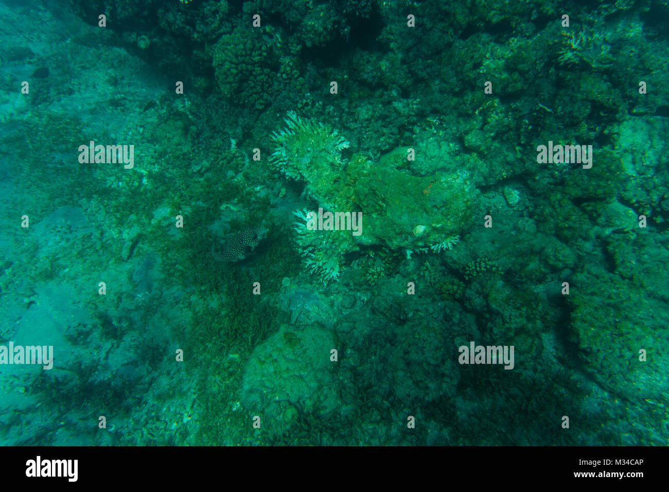 Coral Reef in einem klaren blauen Wasser. Sea World Stockfoto