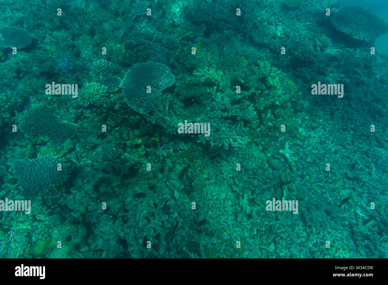 Coral Reef in einem klaren blauen Wasser. Sea World Stockfoto