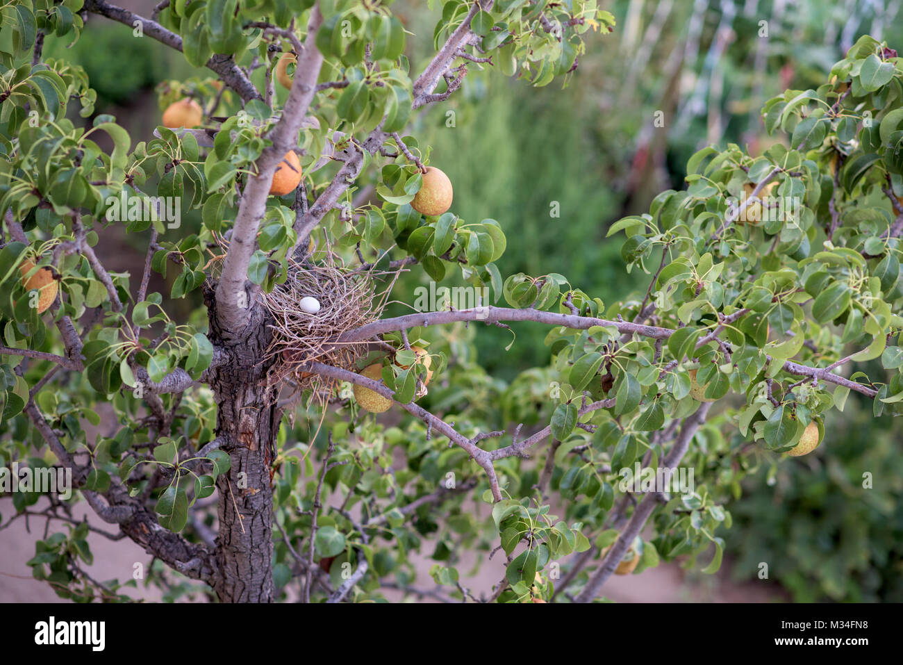 Schläger und es ist Ei im Nest in einem Pear Tree Stockfoto