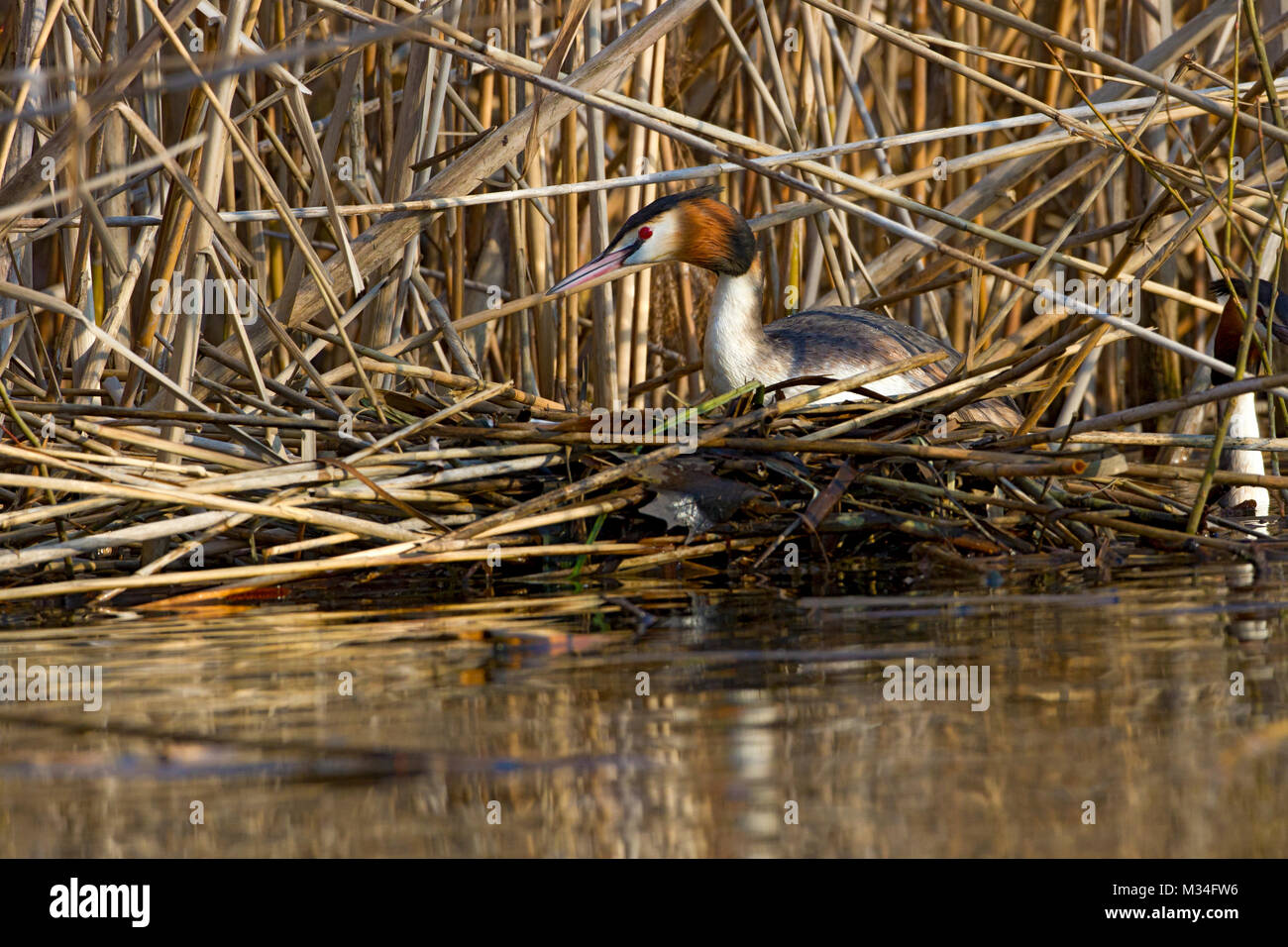 Eine größere crested Grebe, in Schraffur auf einer schwimmenden Nest Stockfoto