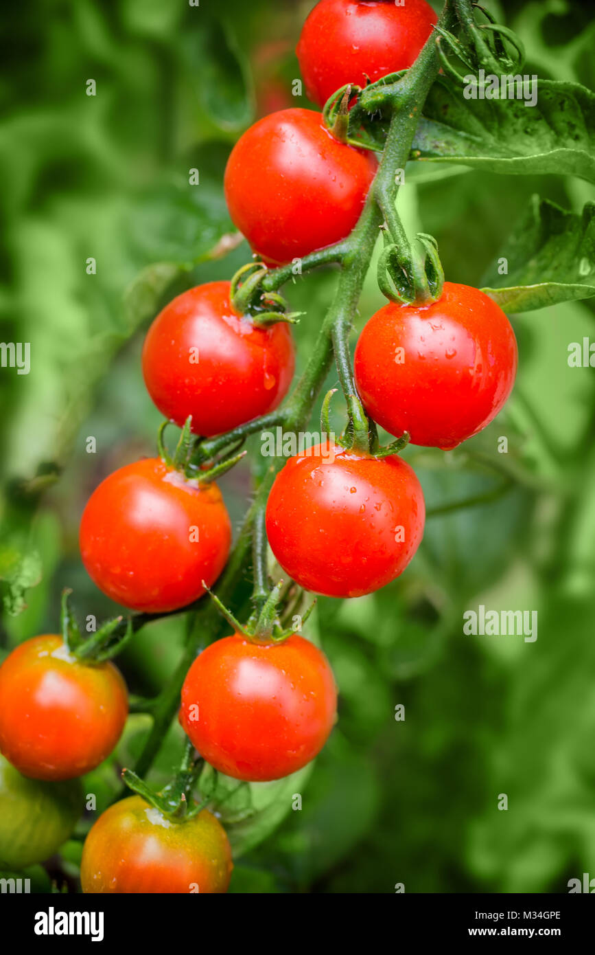 Nahaufnahme auf Cherry Tomaten in einem Gemüsegarten wachsen Stockfoto