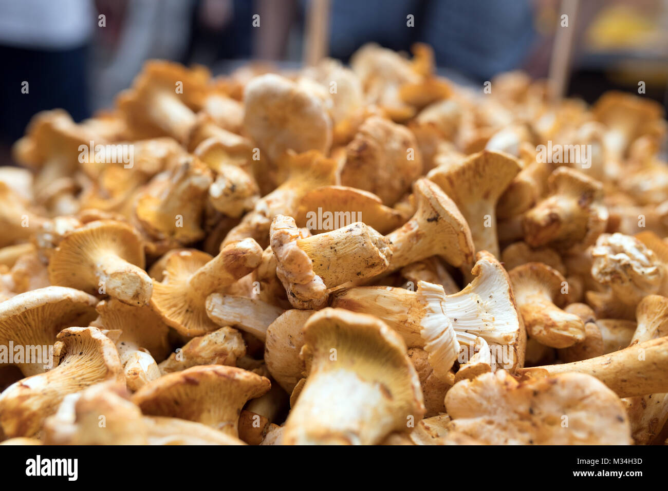 Nahaufnahme Bild der Pilze Steinpilze Wald Stockfoto