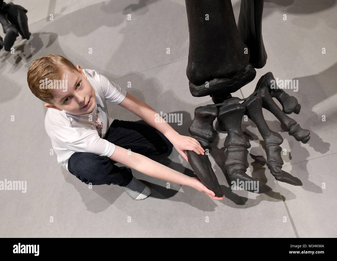 Dorset County Museum, Großbritannien. 9. Februar, 2018. Der Diplodocus Dippy geht auf Anzeige in Dorset County Museum auf dem ersten Stopp auf einer allgemein Tour. Das Natural History Museum, 292-Stück gegossen von ein fossiles Skelett eines Diplodocus 1898 gefunden auf, bis zum 7. Mai, 2018 Glück Wettbewerb Sieger, 11-Year-old Harry Swift von Eastleigh, Hampshire, indem das letzte Stück der Dippy cast Credit: Finnbarr Webster/Alamy leben Nachrichten Stockfoto