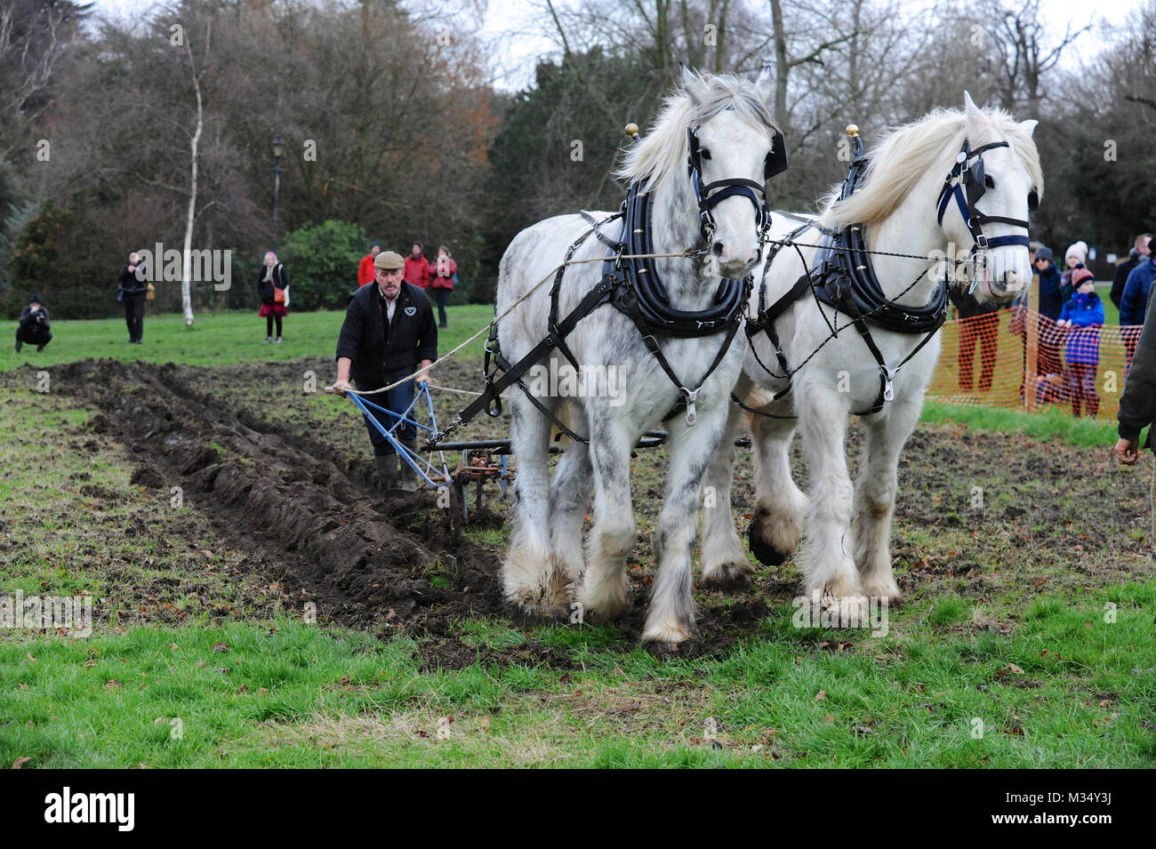 Ruskin Park, London. 9 Feb, 2018. Irische Meister Pflüger Tom Nixon das Pflügen der Erbe Weizen Anbaugebiet in Ruskin Park können Sie über Shire pferde. Das Gebiet des Parks für wachsende Erbe Weizenkörner gekennzeichnet ist von den Freunden der Ruskin Park, der uns Credit: Michael Preston/Alamy Leben Nachrichten beibehalten Stockfoto