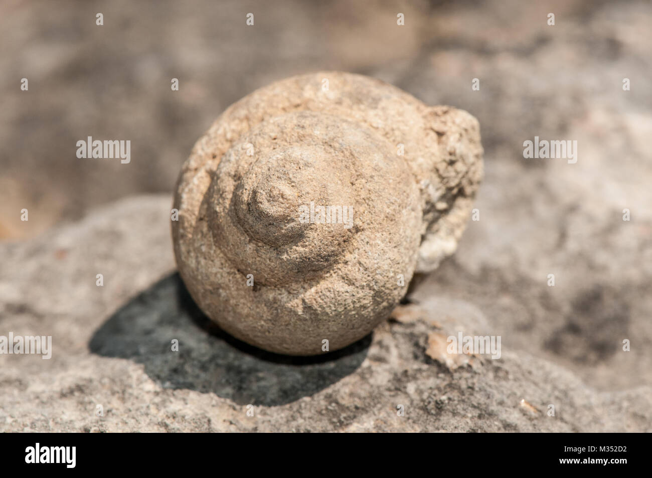 Nahaufnahme der marinen Fossilien auf dem Feld Stockfoto