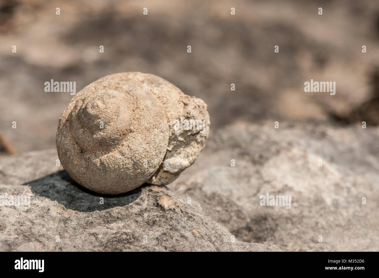Nahaufnahme der marinen Fossilien auf dem Feld Stockfoto