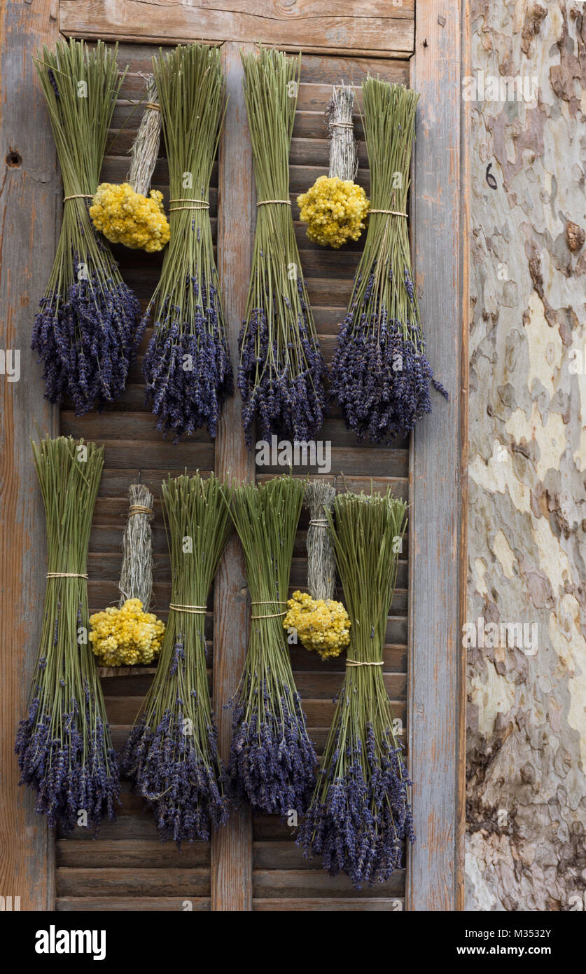 Getrocknetem Lavendel und getrocknete Stroh Blumen kopfüber auf einem hölzernen Shutter. Eine Platane ist auf der rechten Seite. Stockfoto