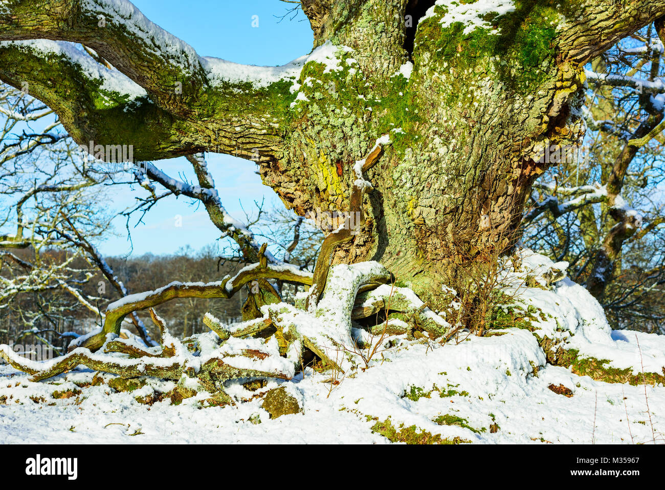 Grüne Moos bedeckt Rinde auf einem alten, knorrigen Eiche im Winter Landschaft. Tot gefallen sammeln Holz als Ablagerungen auf dem Boden. Naturschutzgebiet in Johannis Stockfoto