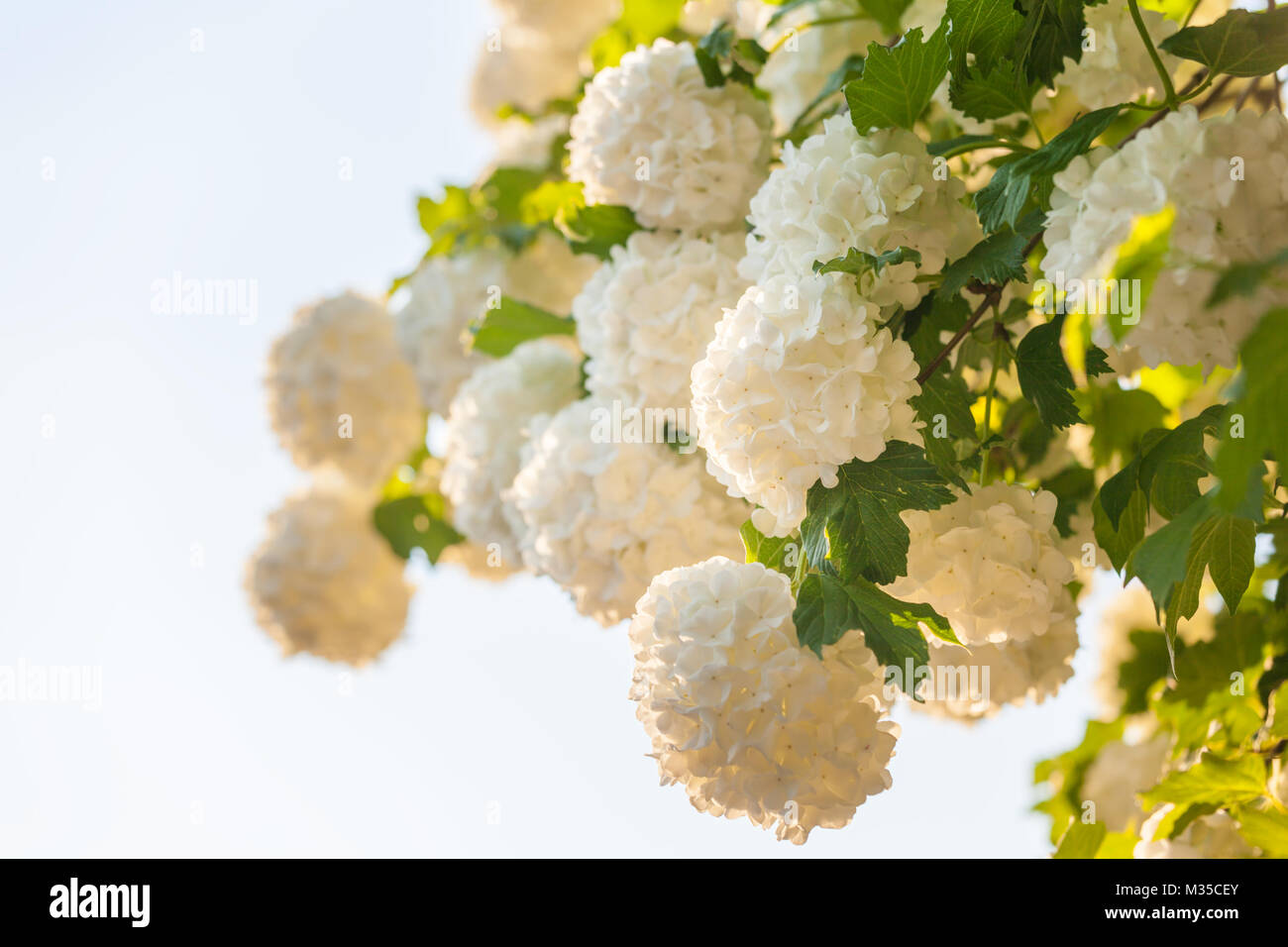 Schneeball Bush Blumen, Viburnum Strauch, schöner Garten Blumen, konzentrieren sich auf die zentralen Blume Stockfoto