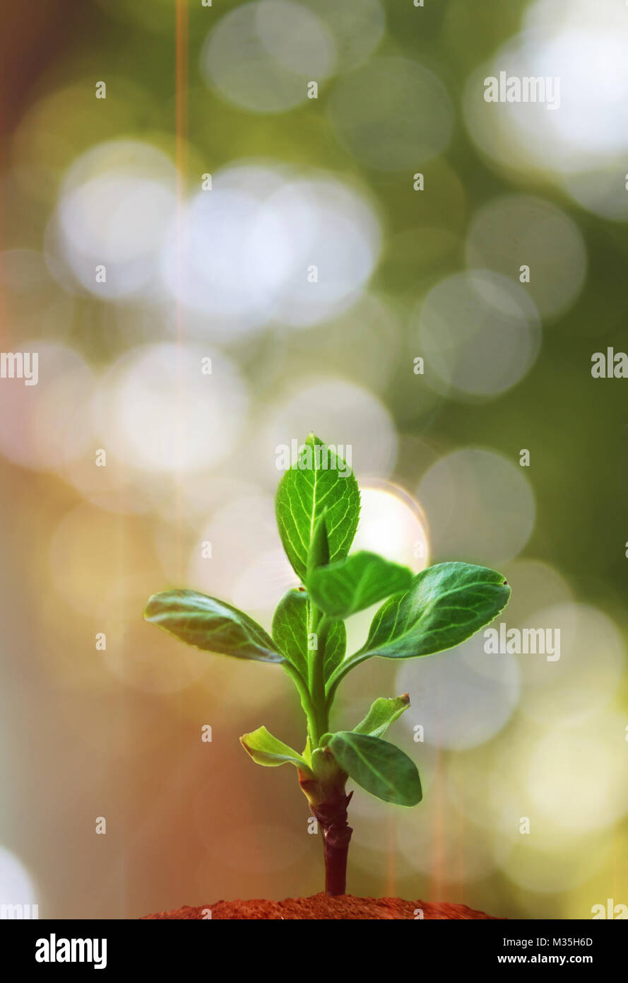 Junge Pflanze wächst an sonnigen Tag mit Bokeh leuchtet Stockfoto