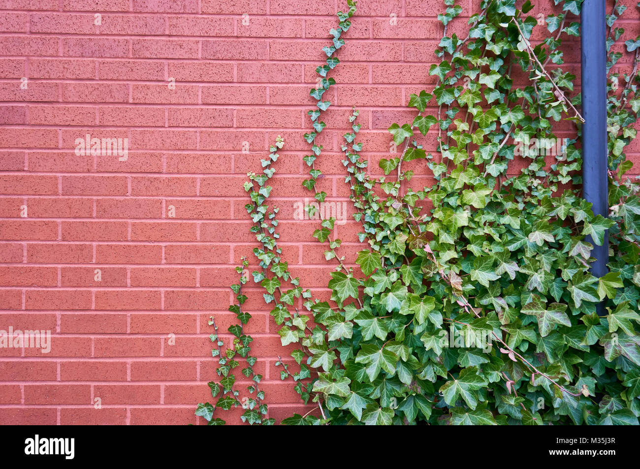 Eine rote Mauer mit einer klettern Efeu Pflanze. Stockfoto