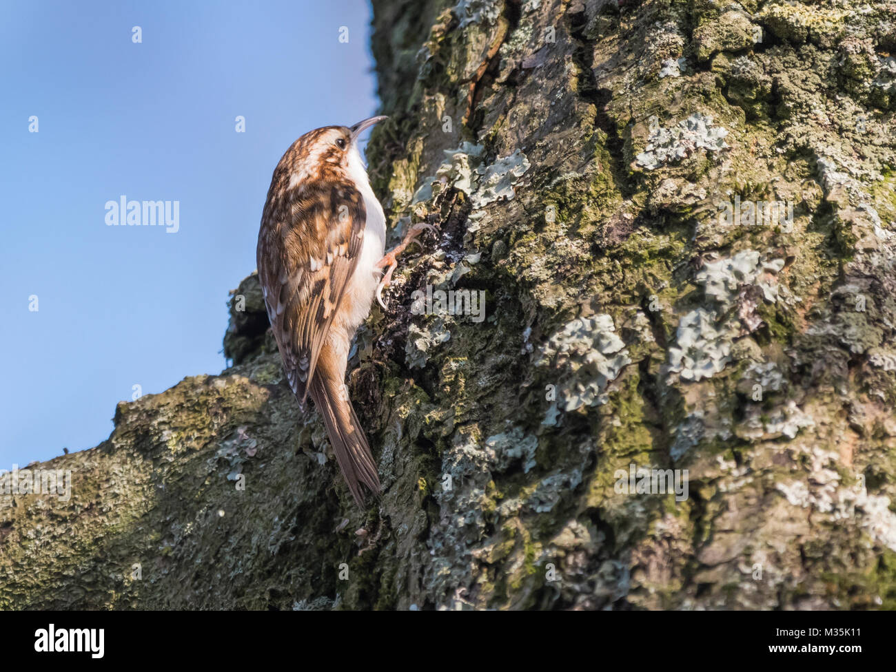 Eurasian Treecreeper (Certhia familiaris) Vogel auf einem Baumstamm im Winter in West Sussex, England, UK. Stockfoto