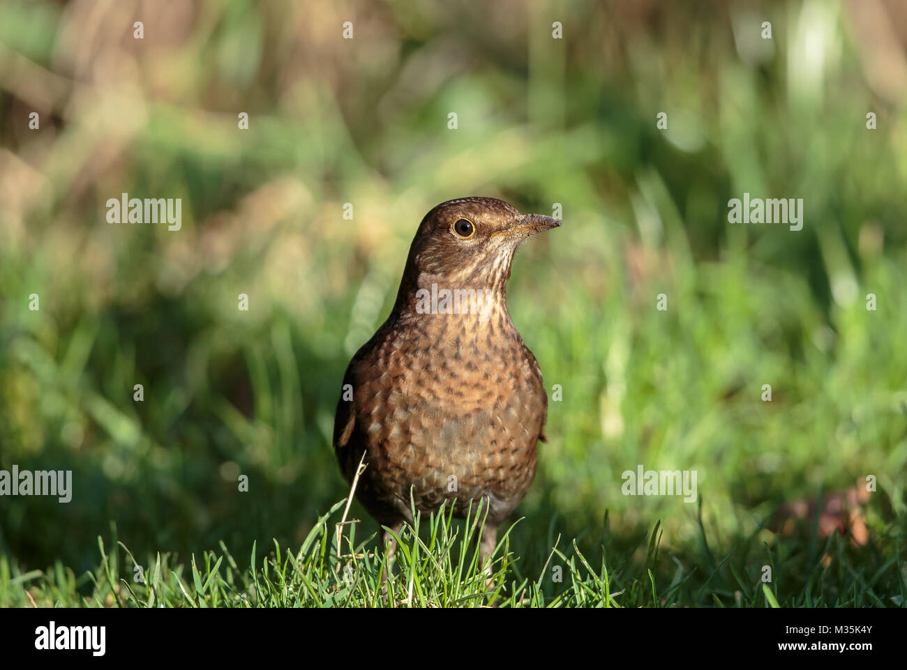 Gemeinsame Amsel Weiblich Fotos Und Bildmaterial In Hoher Aufl sung Gemeinsame Amsel Weiblich Fotos Und Bildmaterial In Hoher Aufl sung