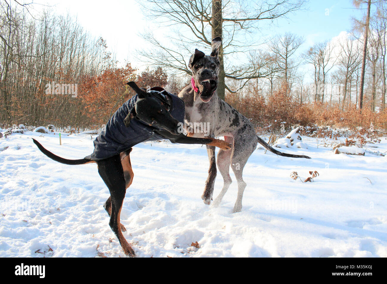 Zwei Hunde Dobermann Und Dogge Spielen Springen Stockfotografie Alamy