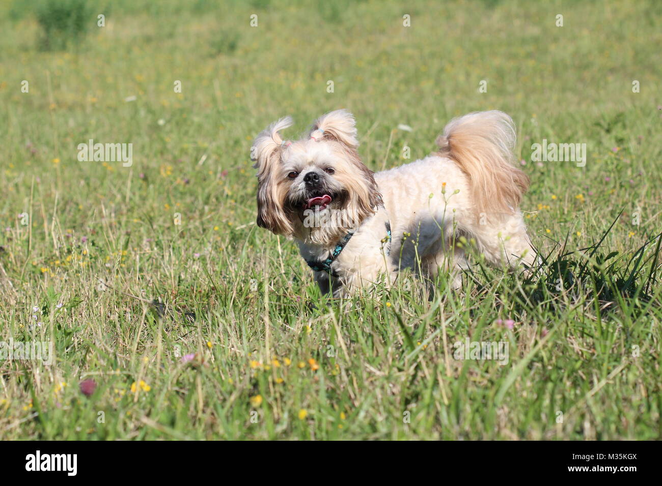 Shih-tzu Hund im Gras Stockfoto