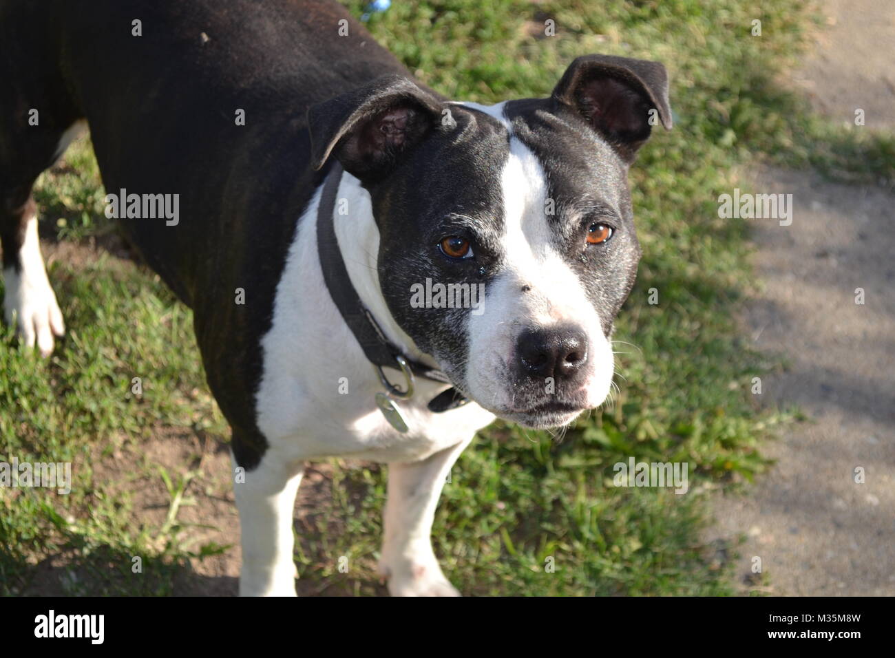 Ein Foto von einem schwarzen und weißen staffy, in die Kamera schaut. Stockfoto