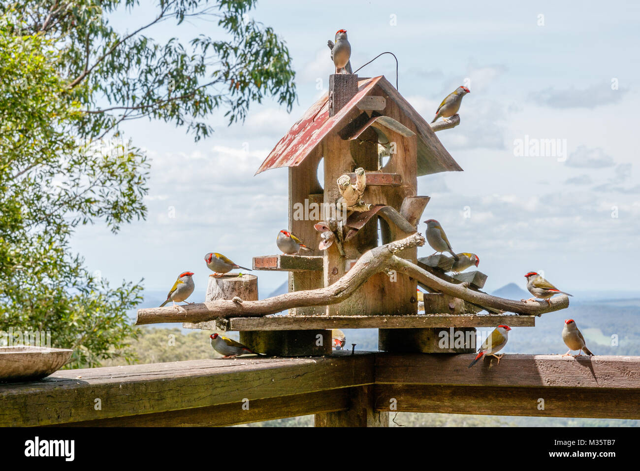 Vogelhaus mit Roten der tiefsten Finken samen Essen. Queensland, Australien Stockfoto