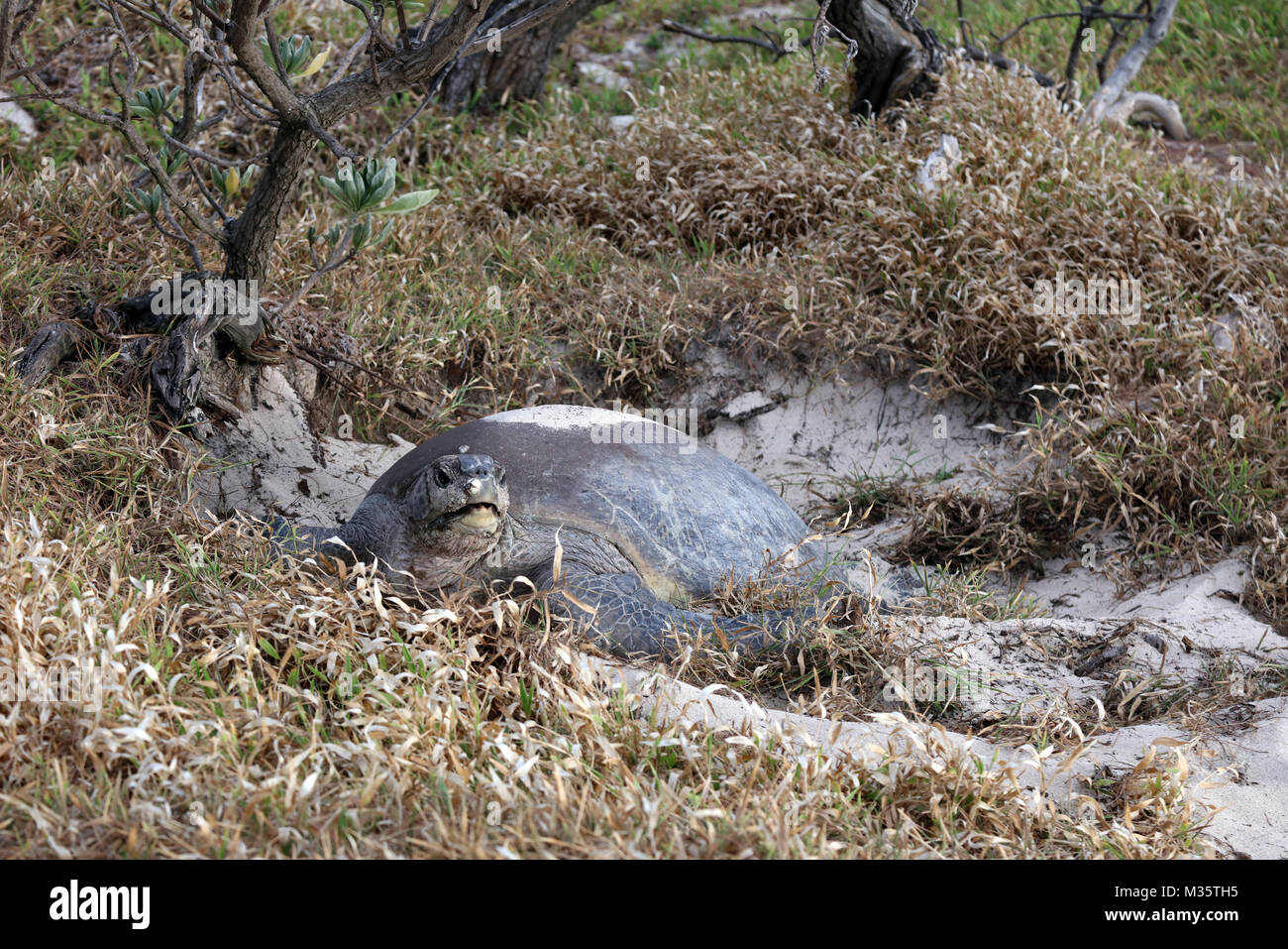 Nesting Karettschildkröte auf Heron Island, Queensland, Australien Stockfoto