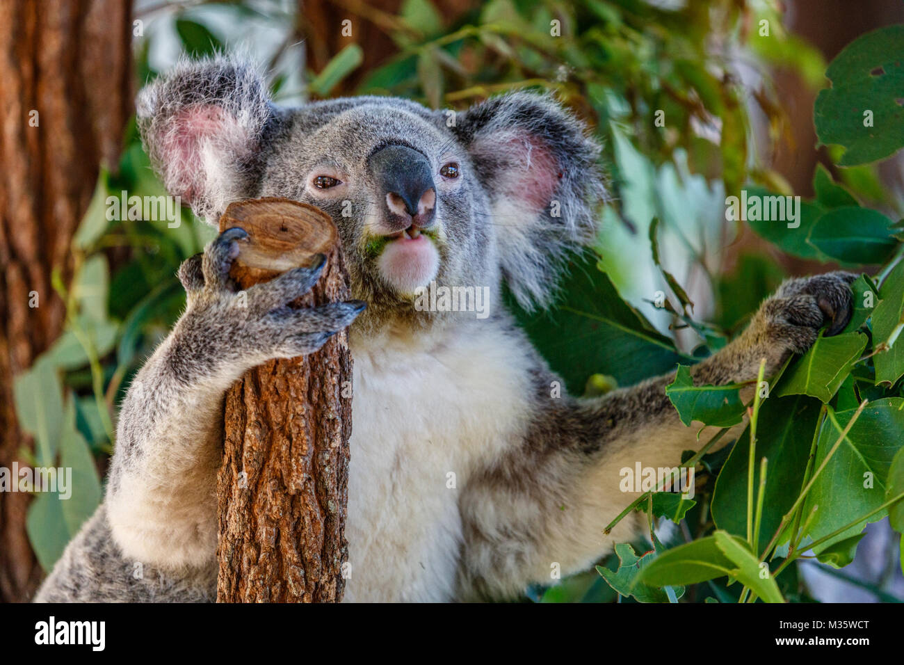 Koala auf einem Ast essen ein Blatt, Queensland, Australien Stockfoto