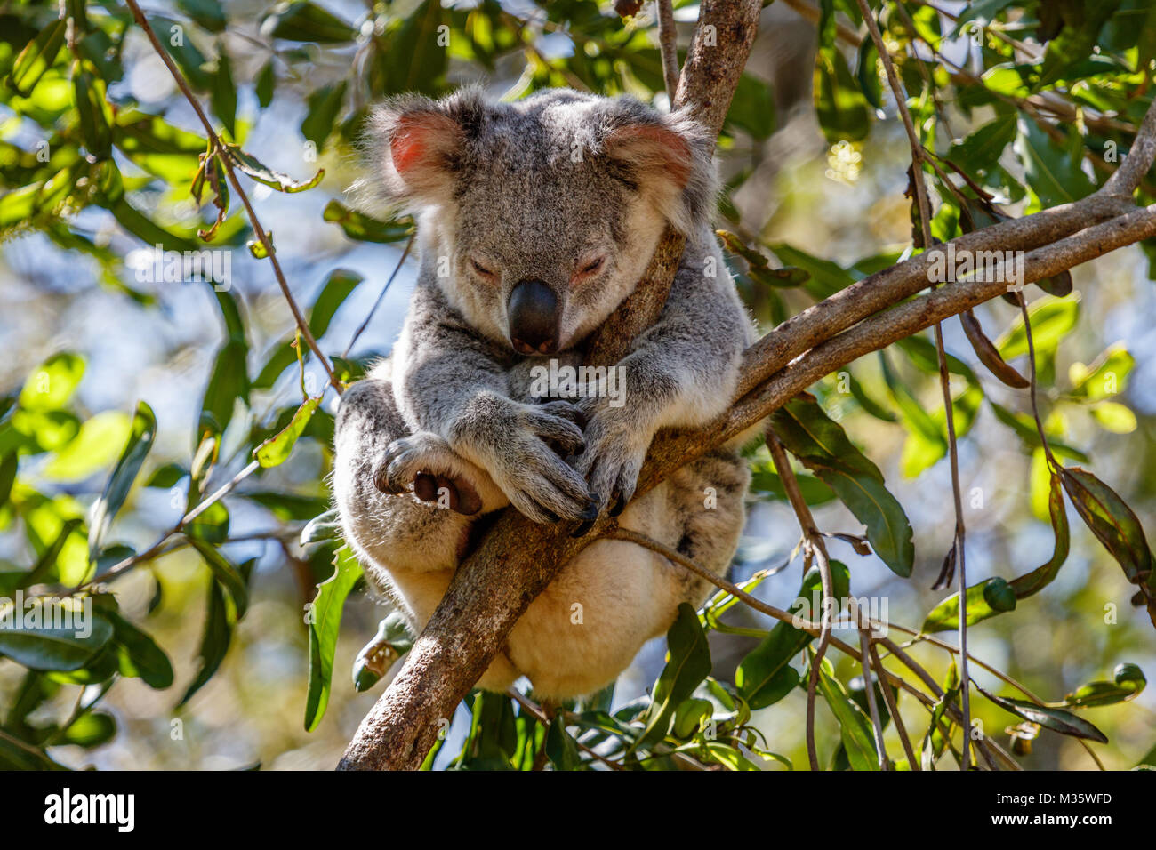 Schlafenden koala auf einem Eukalyptusbaum, Queensland, Australien Stockfoto