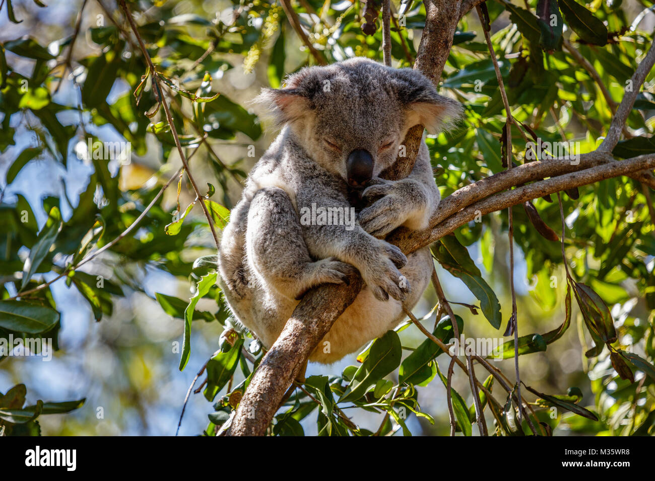 Schlafenden koala auf einem Eukalyptusbaum, Queensland, Australien Stockfoto