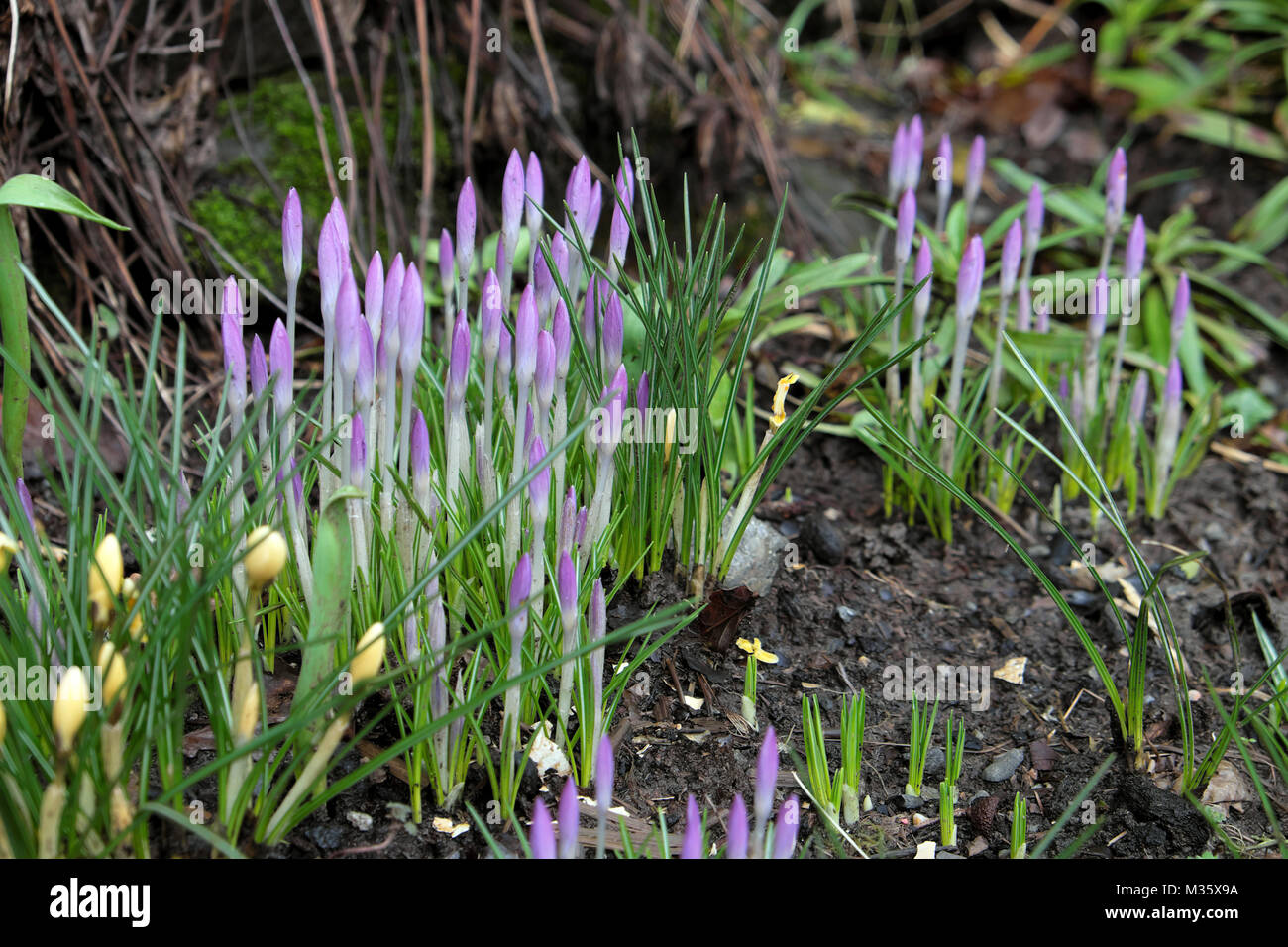 Lila Krokusse in Blüte im Winter Februar Garten in Carmarthenshire Wales Großbritannien KATHY DEWITT Stockfoto