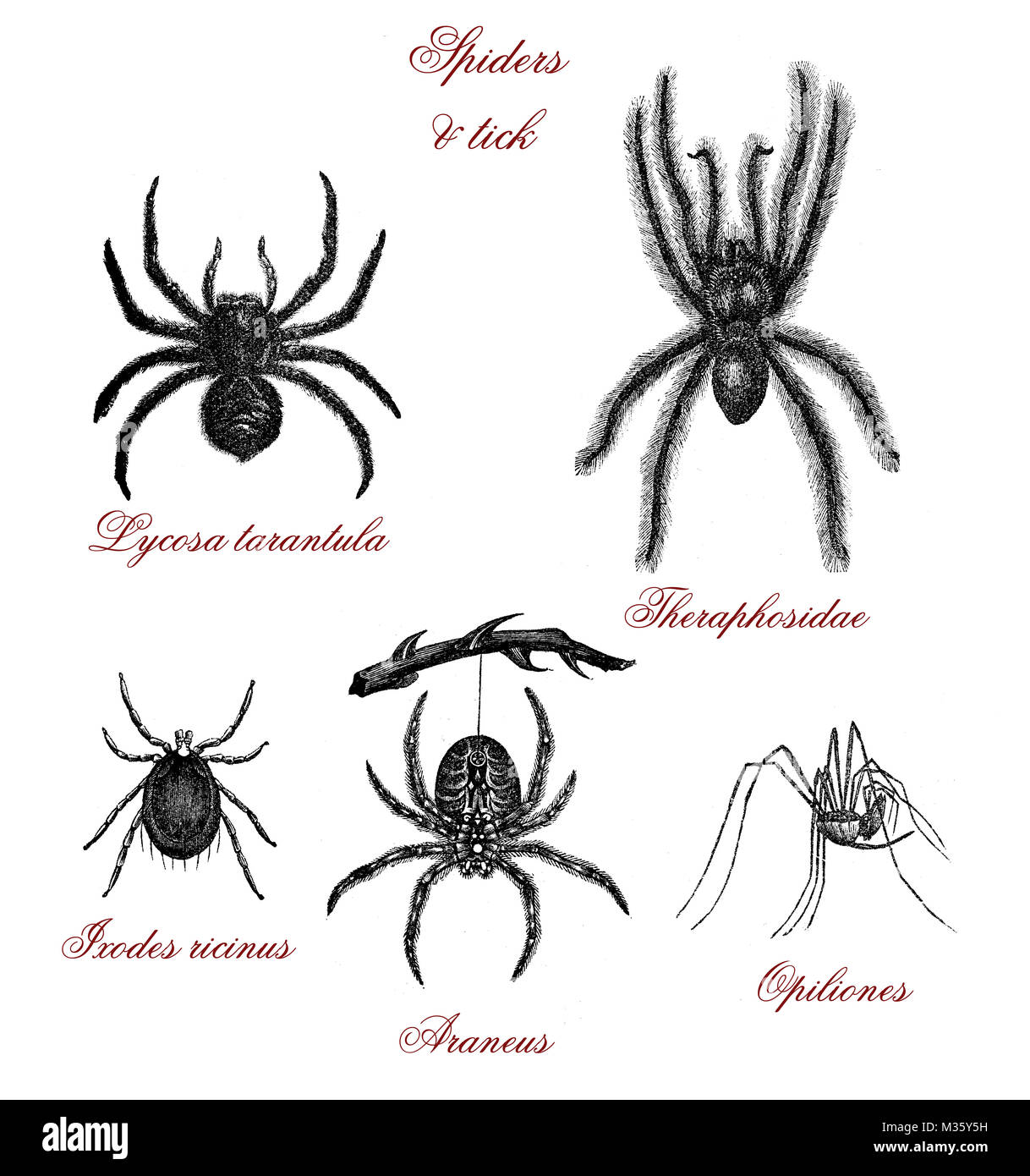 Jahrgang einer Abbildung, einer Tabelle mit verschiedenen Arten von Spinnen: tarantua, Tick, Stockfoto