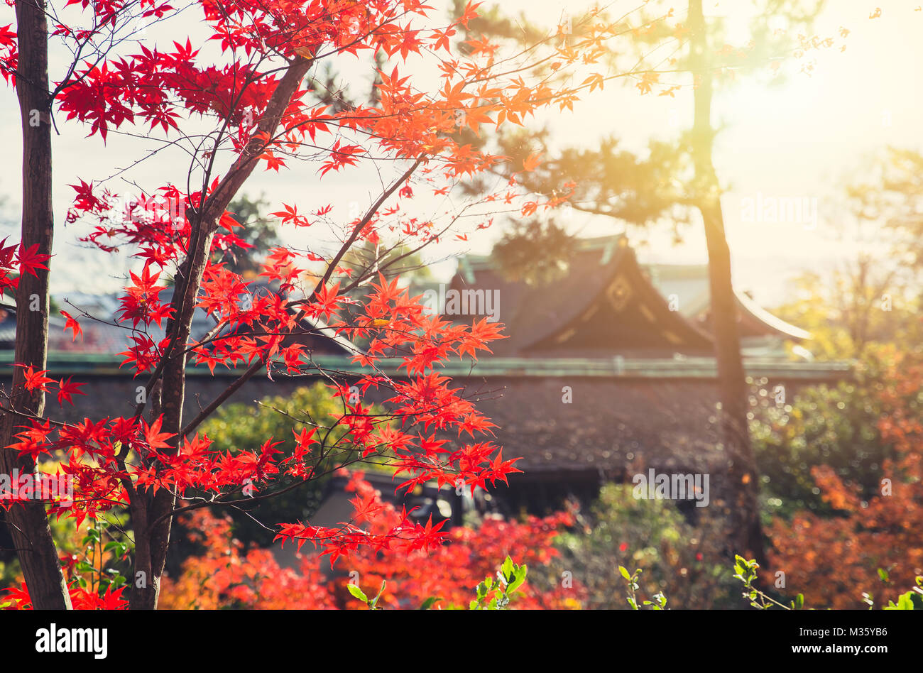 Herbst Japan Rote Ahorn natur mit blur Tempel Hintergrund. Stockfoto