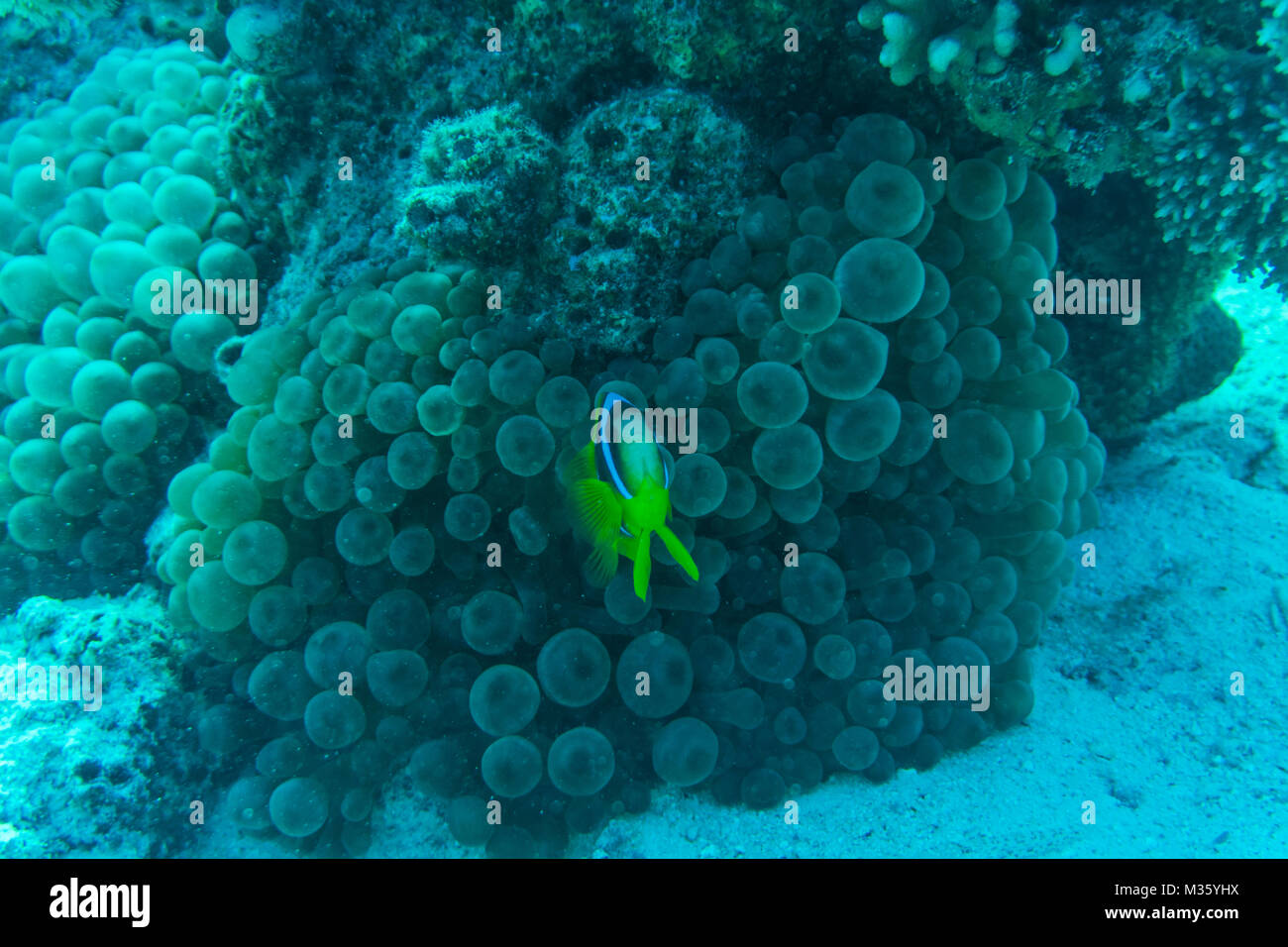 Korallenriff Szene mit Roten Meer Waschbär Falterfische Stockfoto