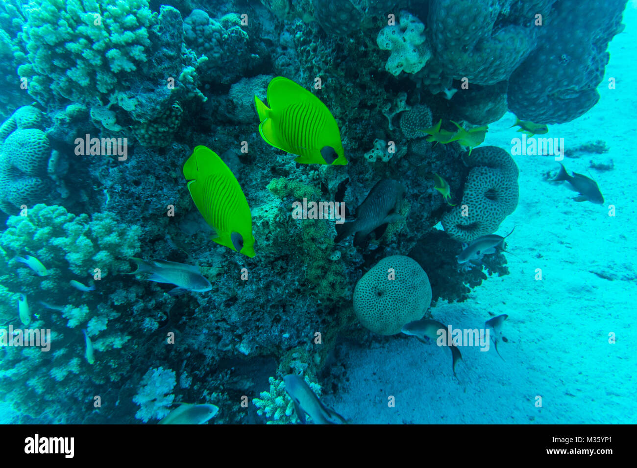 Korallenriff Szene mit Roten Meer Waschbär Falterfische Stockfoto