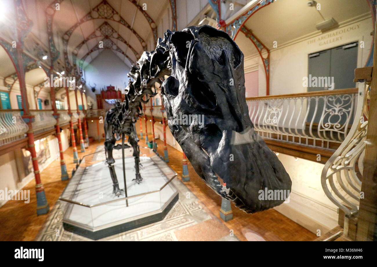 Das Natural History Museum von Diplodocus Skelett geworfen, bekannt als Dippy, Dorset County Museum in Dorchester, der erste Anschlag auf eine UK-Tour installiert. Stockfoto