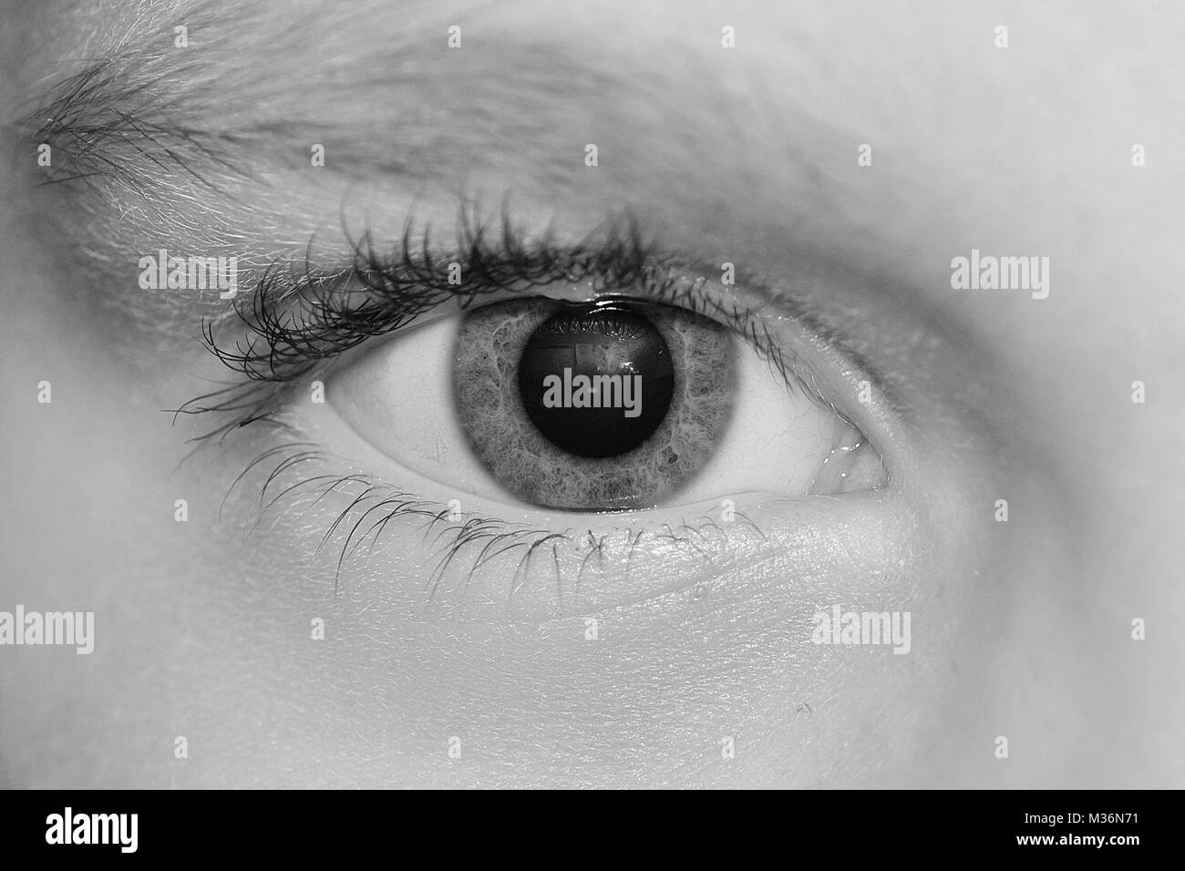 Wimpern, Iris und Augenbraue, detaillierte Auge, Wahrnehmung, Fokus Stockfoto