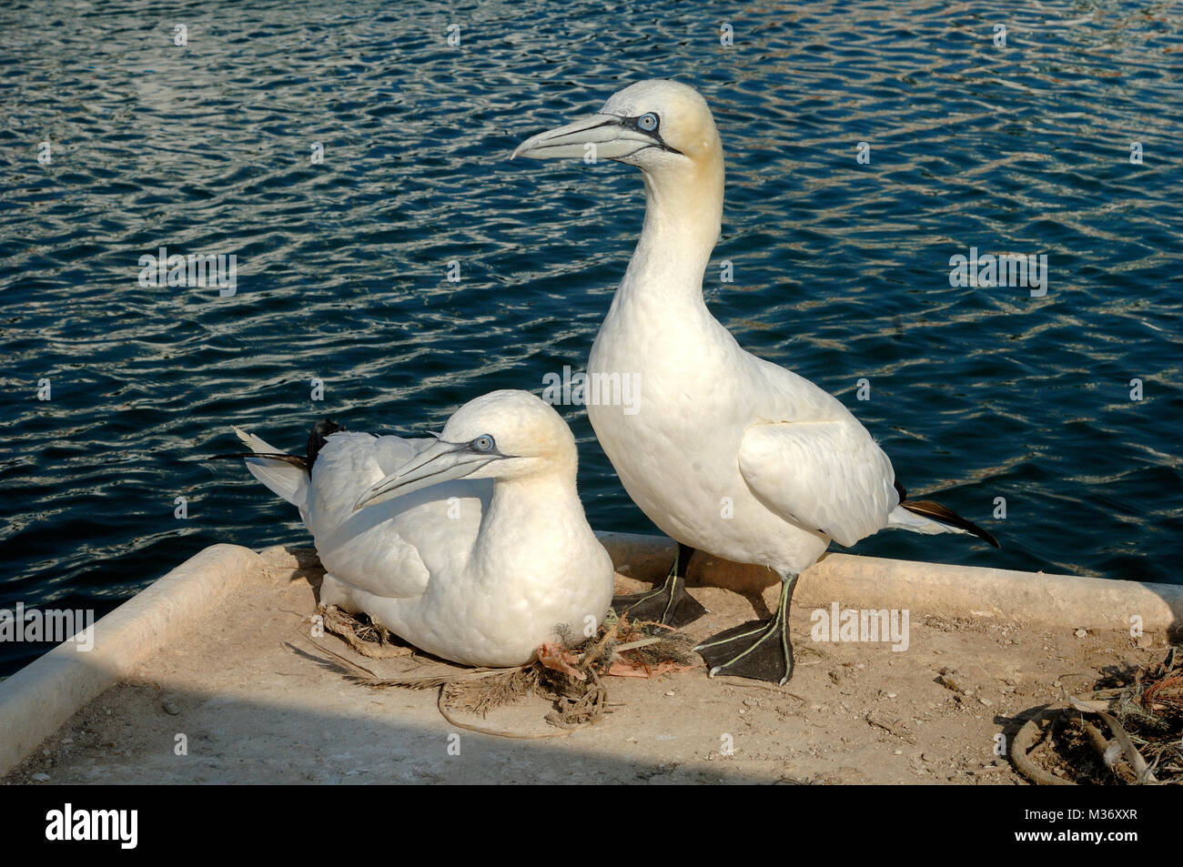 Paar Basstölpel, Morus bassanus, Nesting am Kai im Hafen von Carry-le-Rouet Provence Frankreich Stockfoto