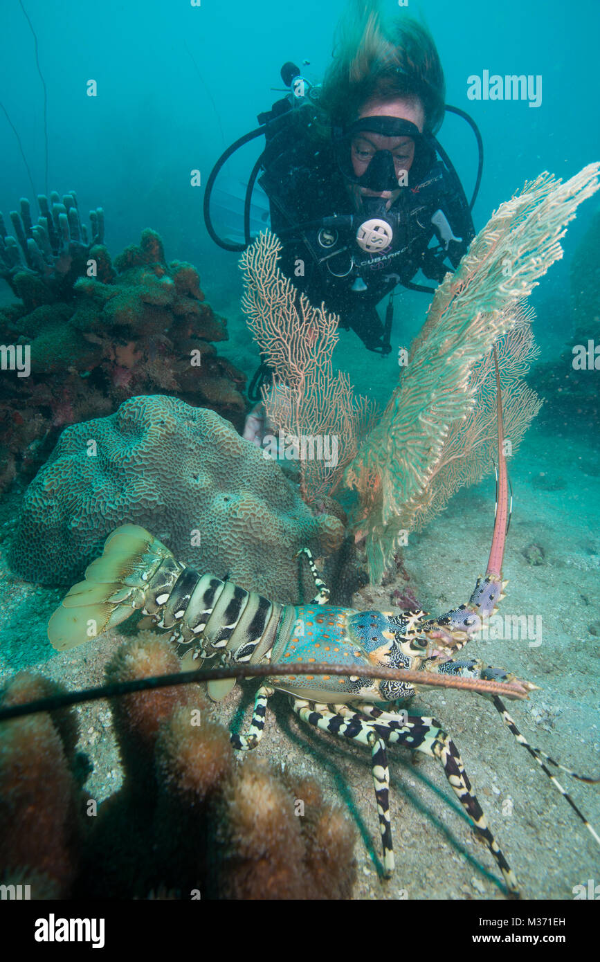 Diver genießen Sie die Krebse vor der Küste von Madagaskar Nosy/werden Stockfoto