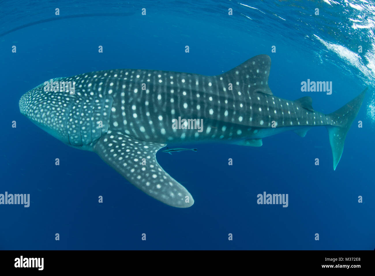 Walhai Fütterung ich die blauen Wasser weg von Nosy Be. Madagaskar Stockfoto