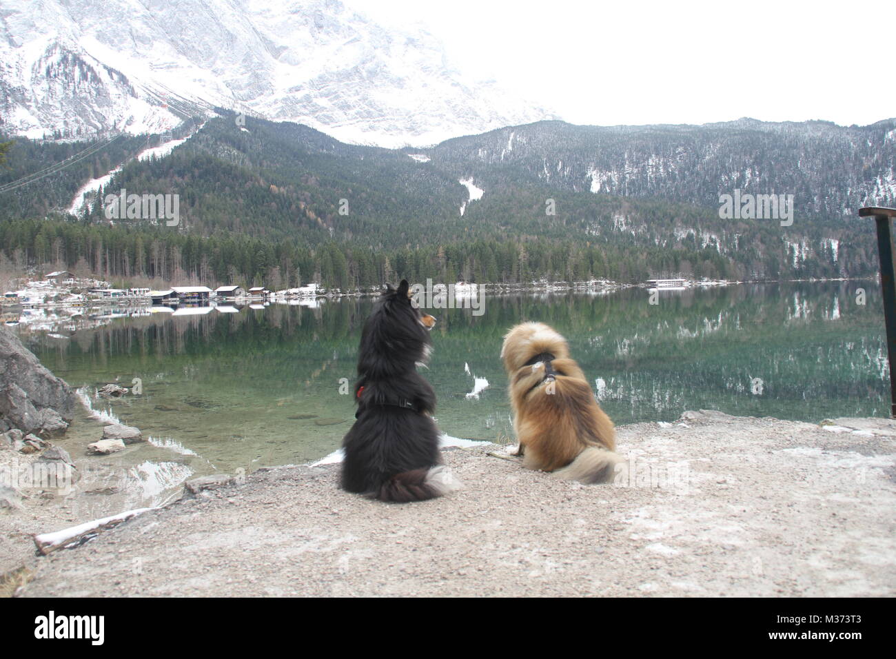 Shelties in den Alpen Stockfoto