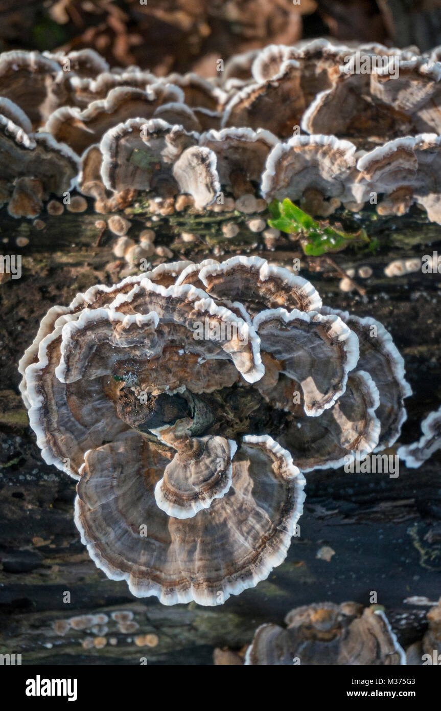 Türkei Schwanz (Trametes versicolor) Halterung Pilz wachsen auf einer verfallenden anmelden Stockfoto