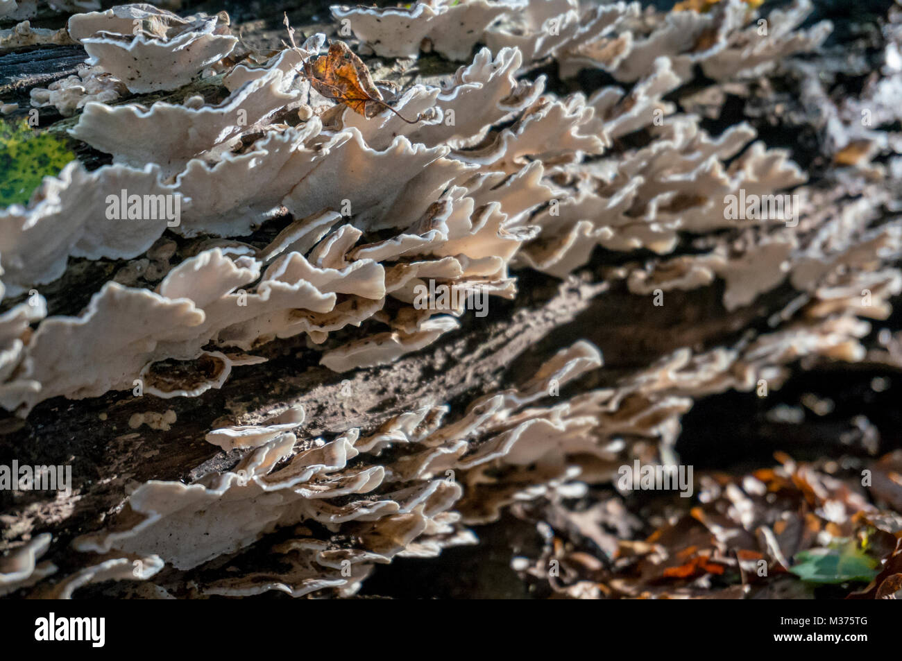 Türkei Schwanz (Trametes versicolor) Halterung Pilz wachsen auf einer verfallenden anmelden Stockfoto