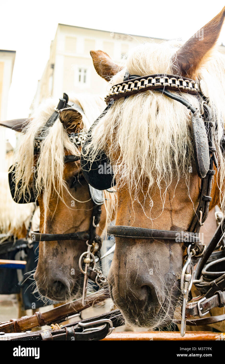 Zwei braune Pferde in einem Kabelbaum an der Hackney Stockfoto