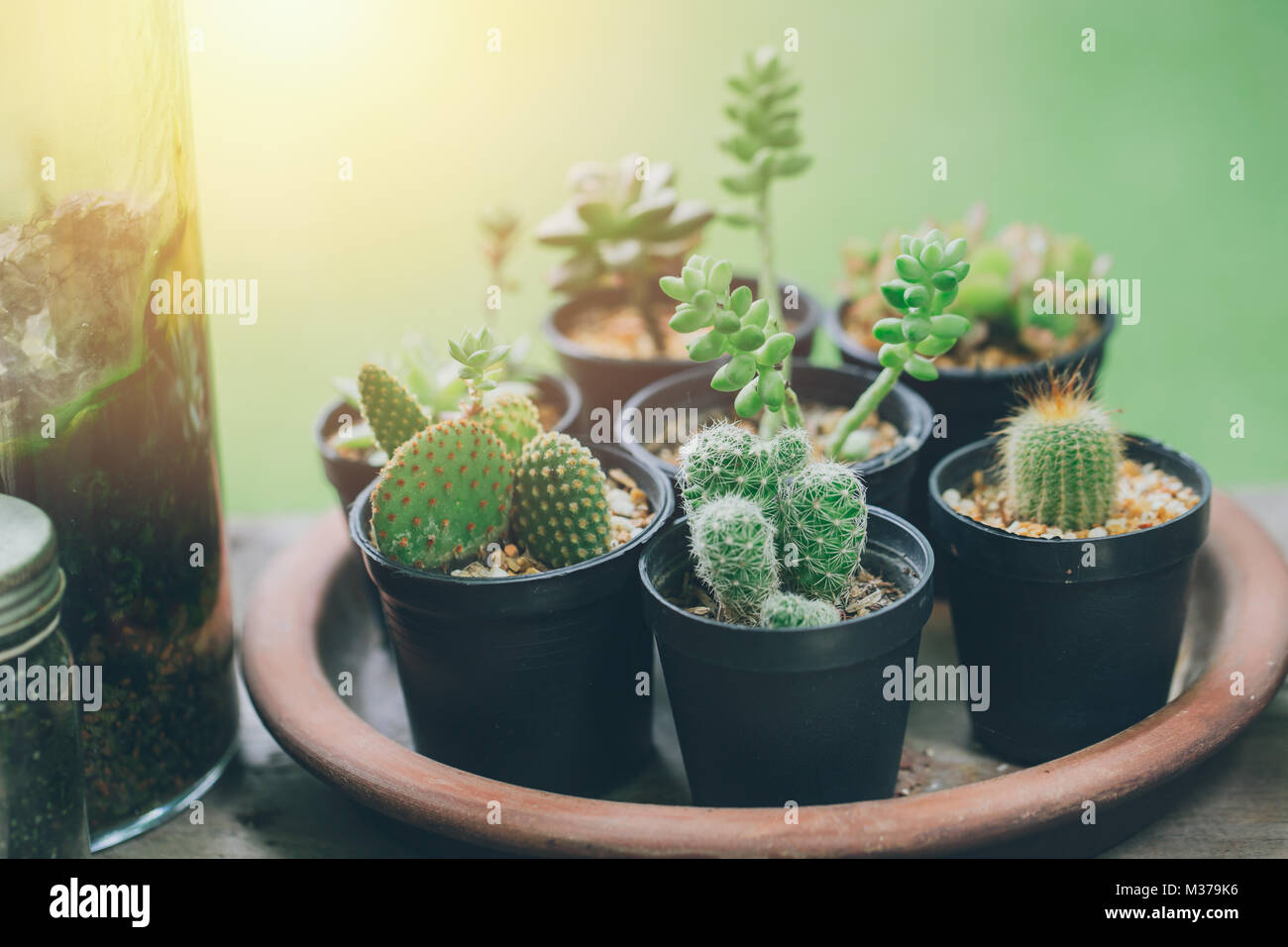 Cactus grüne Pflanze Botanik Home Decoration Ecke. Stockfoto