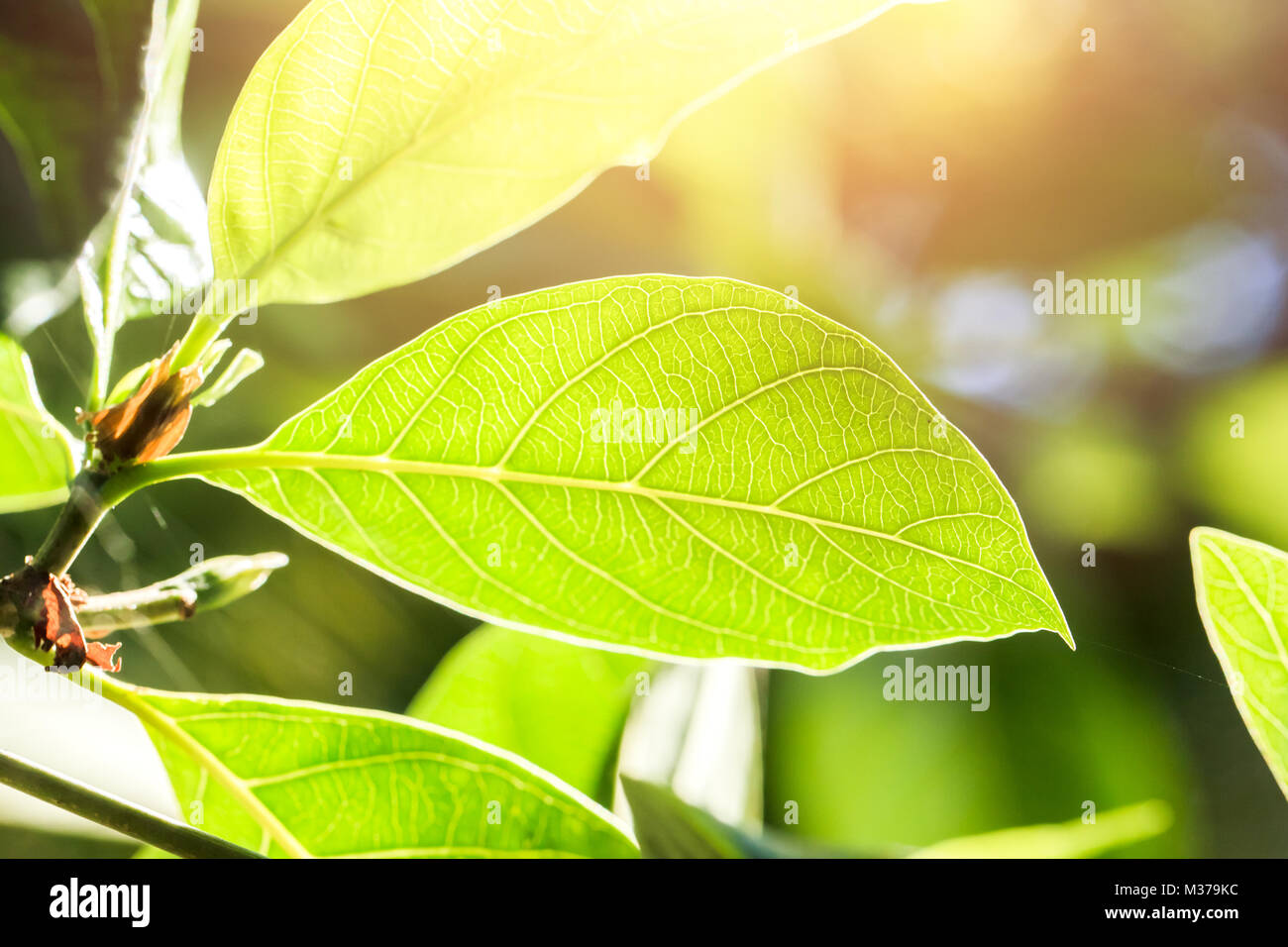 Grüne Blätter Pflanze Blatt auf den grünen Baum Sonnenlicht Hintergründe Stockfoto